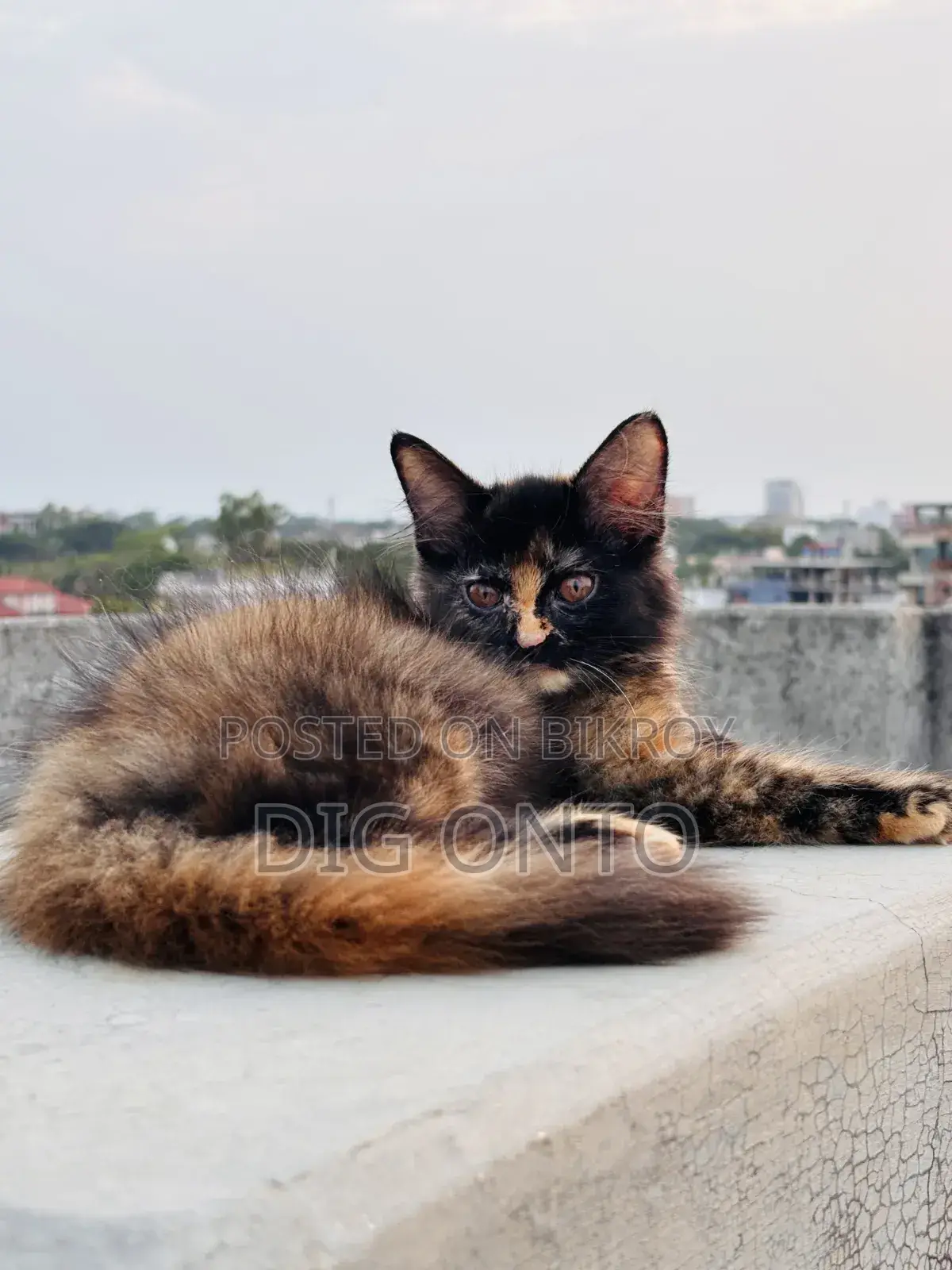 1-3 Months Female Purebred Persian