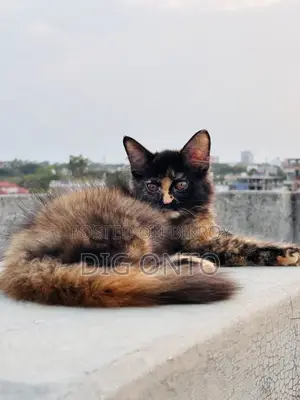 1-3 Months Female Purebred Persian