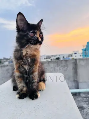 1-3 Months Female Purebred Persian
