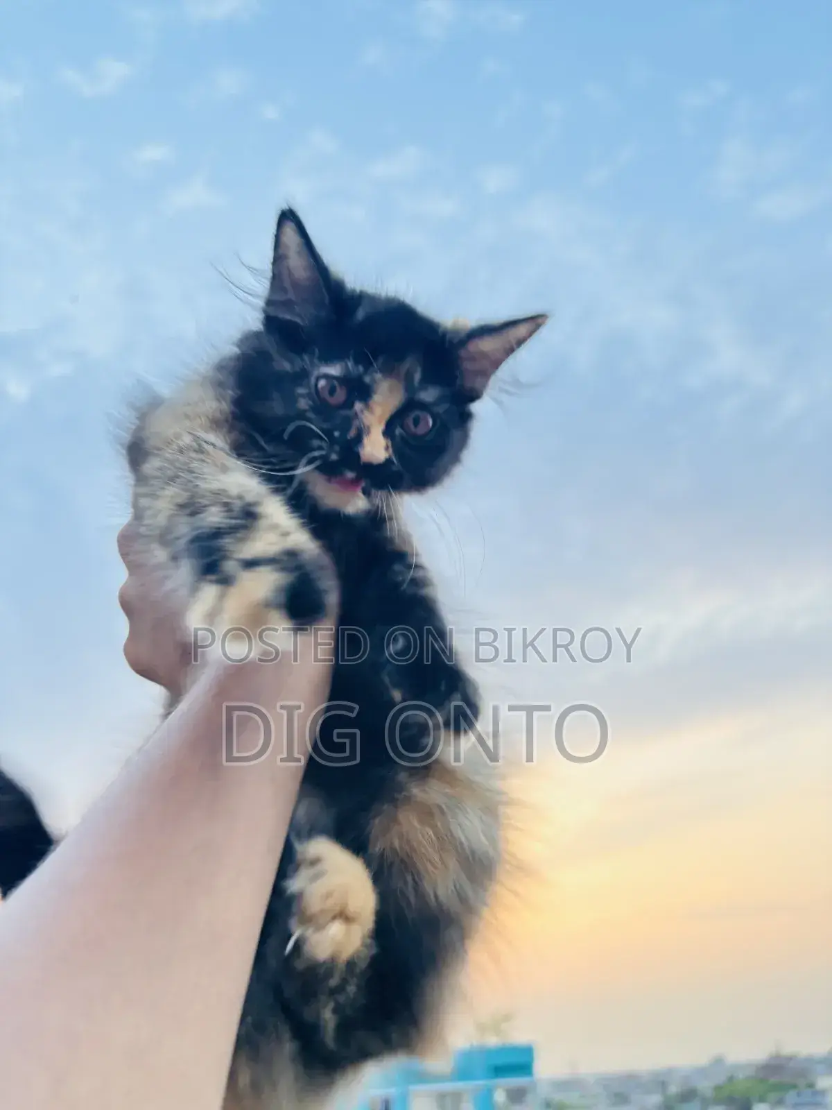 1-3 Months Female Purebred Persian