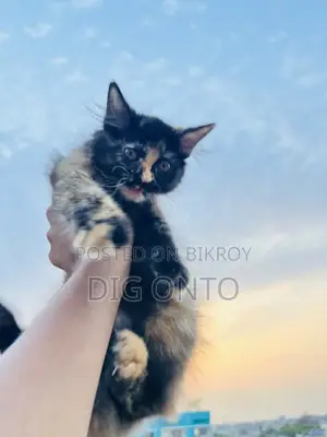 1-3 Months Female Purebred Persian
