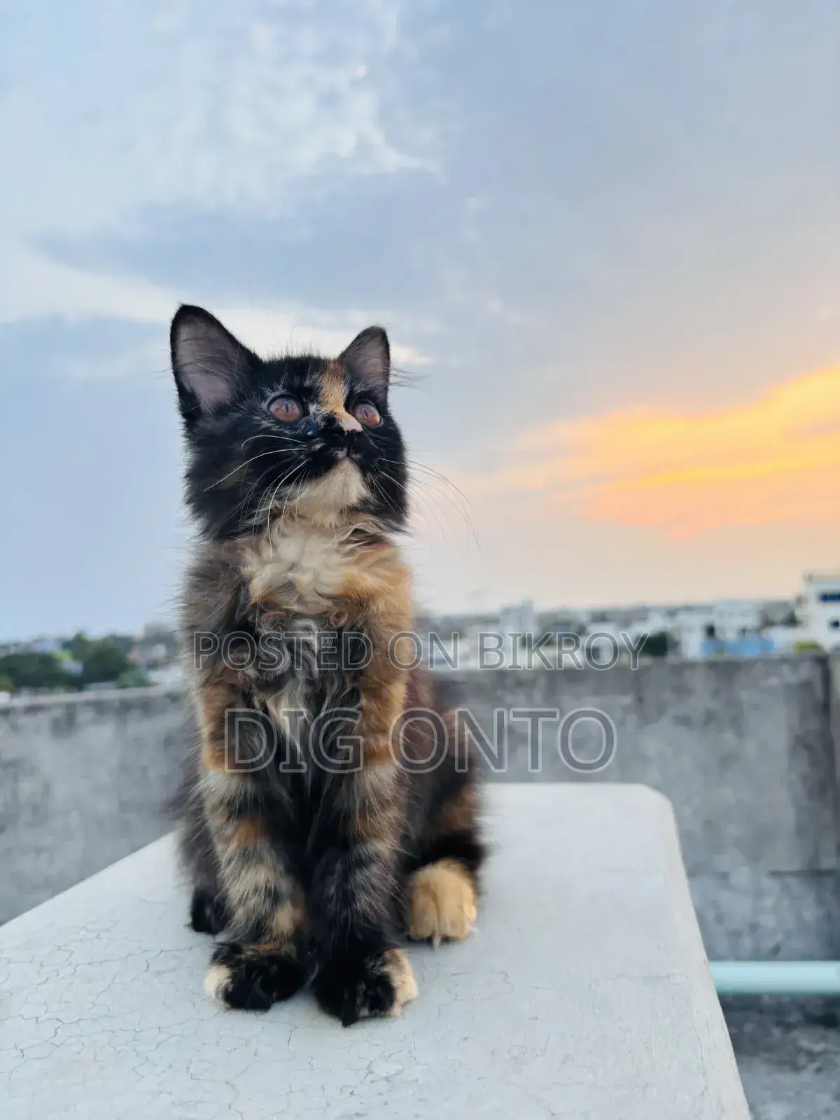 1-3 Months Female Purebred Persian