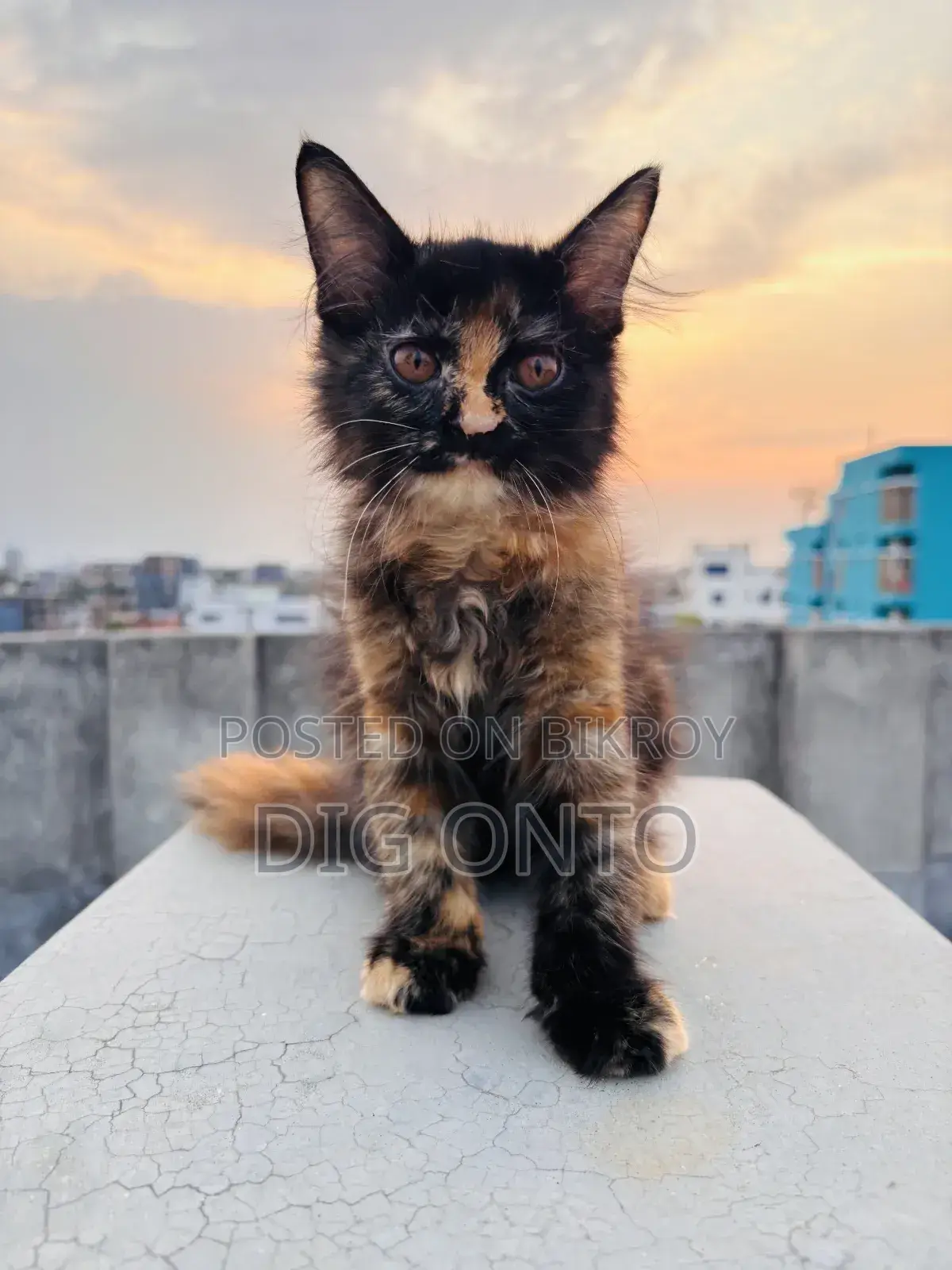 1-3 Months Female Purebred Persian