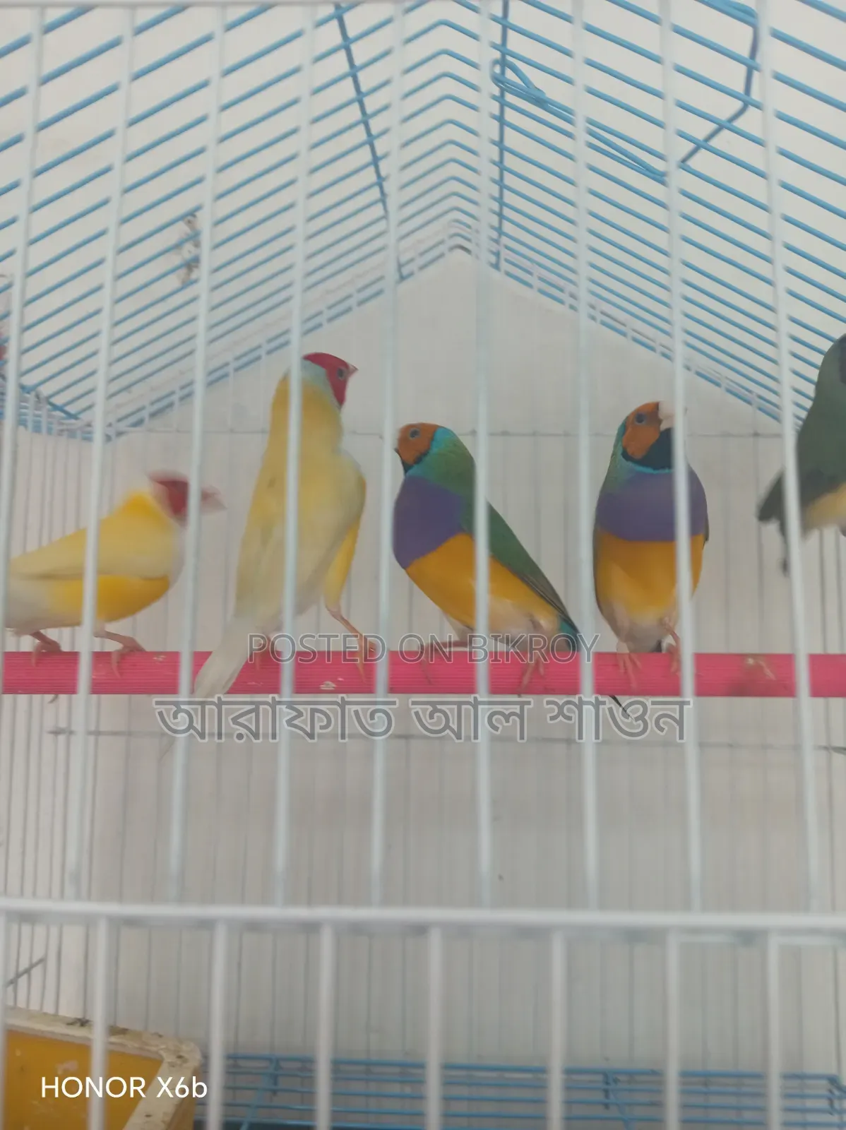 Gouldian Finch Birds for Sale