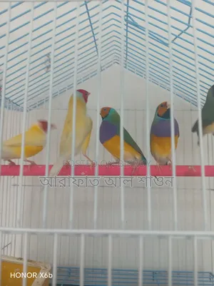Gouldian Finch Birds for Sale