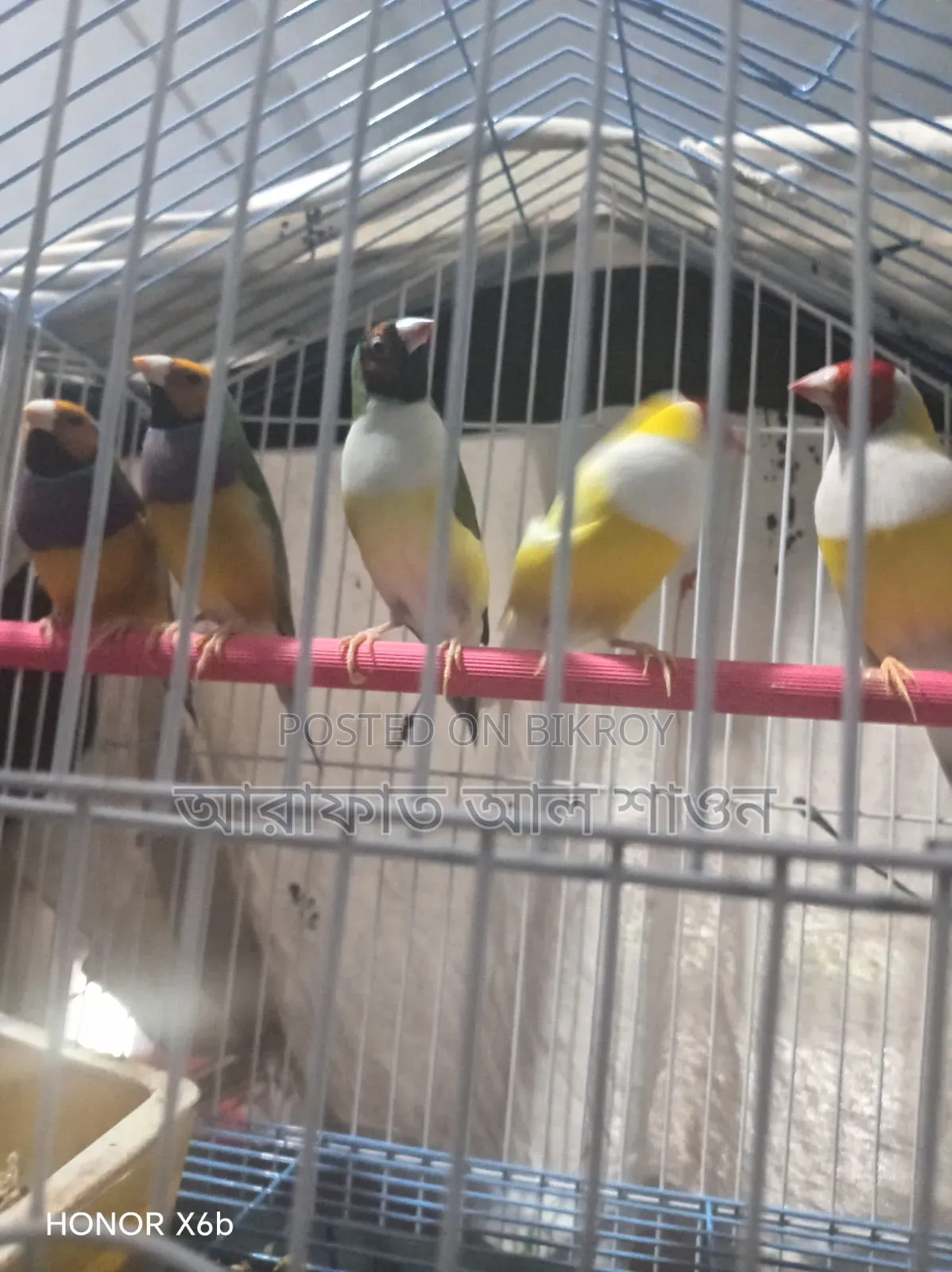 Gouldian Finch Birds for Sale