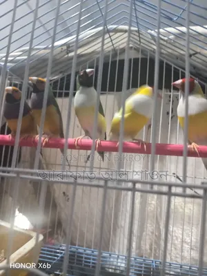 Gouldian Finch Birds for Sale