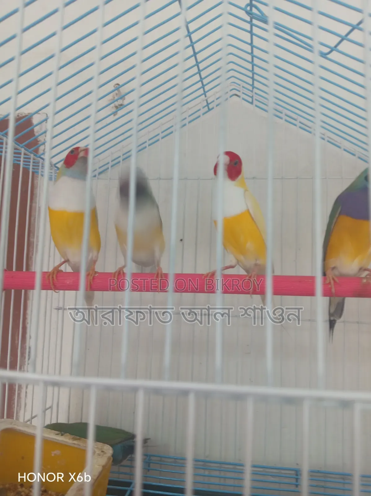 কিছু গোল্ডিয়ান ফিন্স পাখি বিক্রি হবে