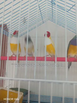 Some Gouldian Finch birds for sale
