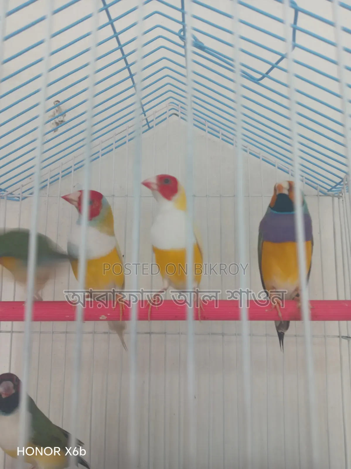 কিছু গোল্ডিয়ান ফিন্স পাখি বিক্রি হবে