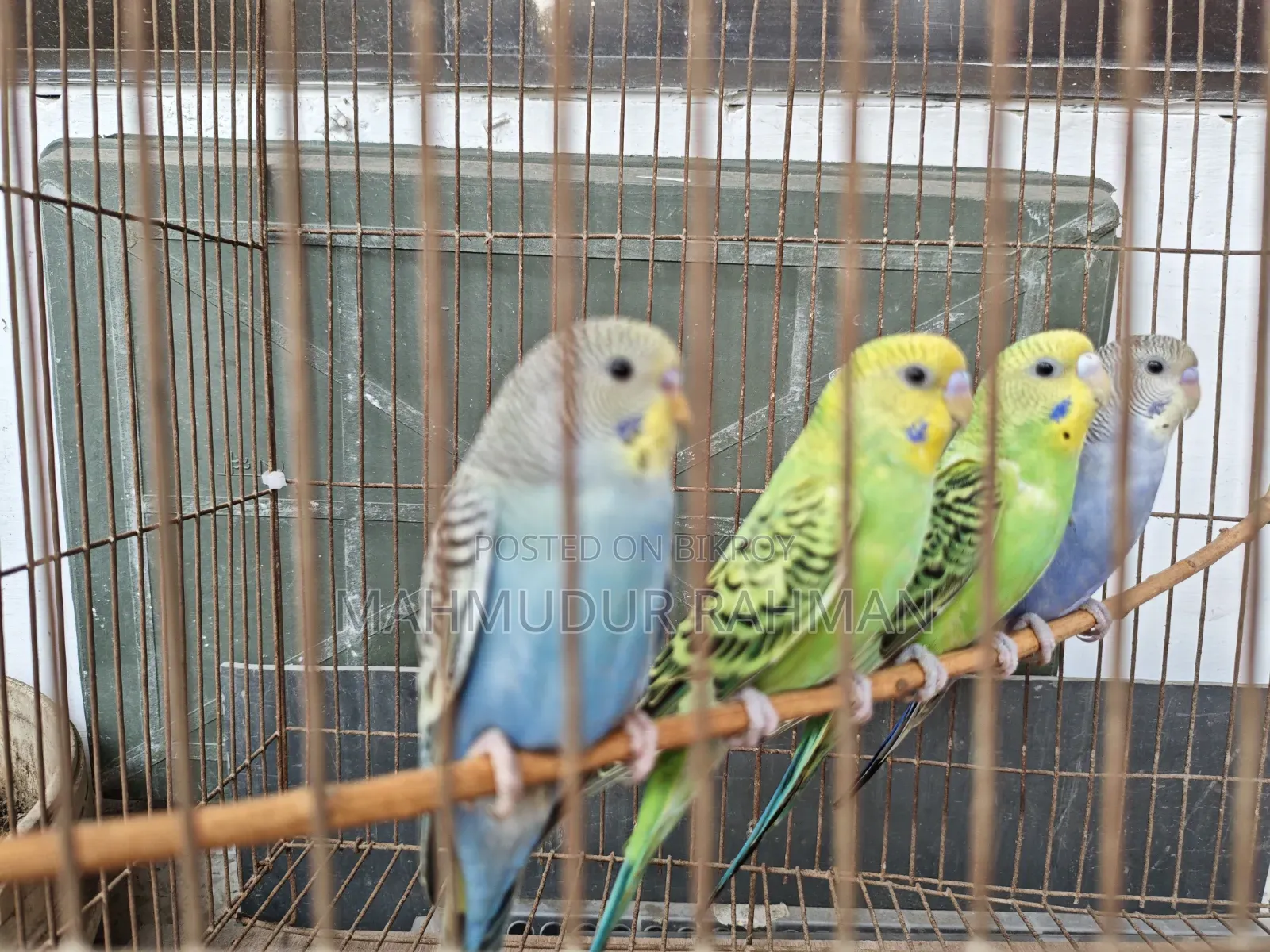 Selling the remaining three birds as the fourth male bird flew away