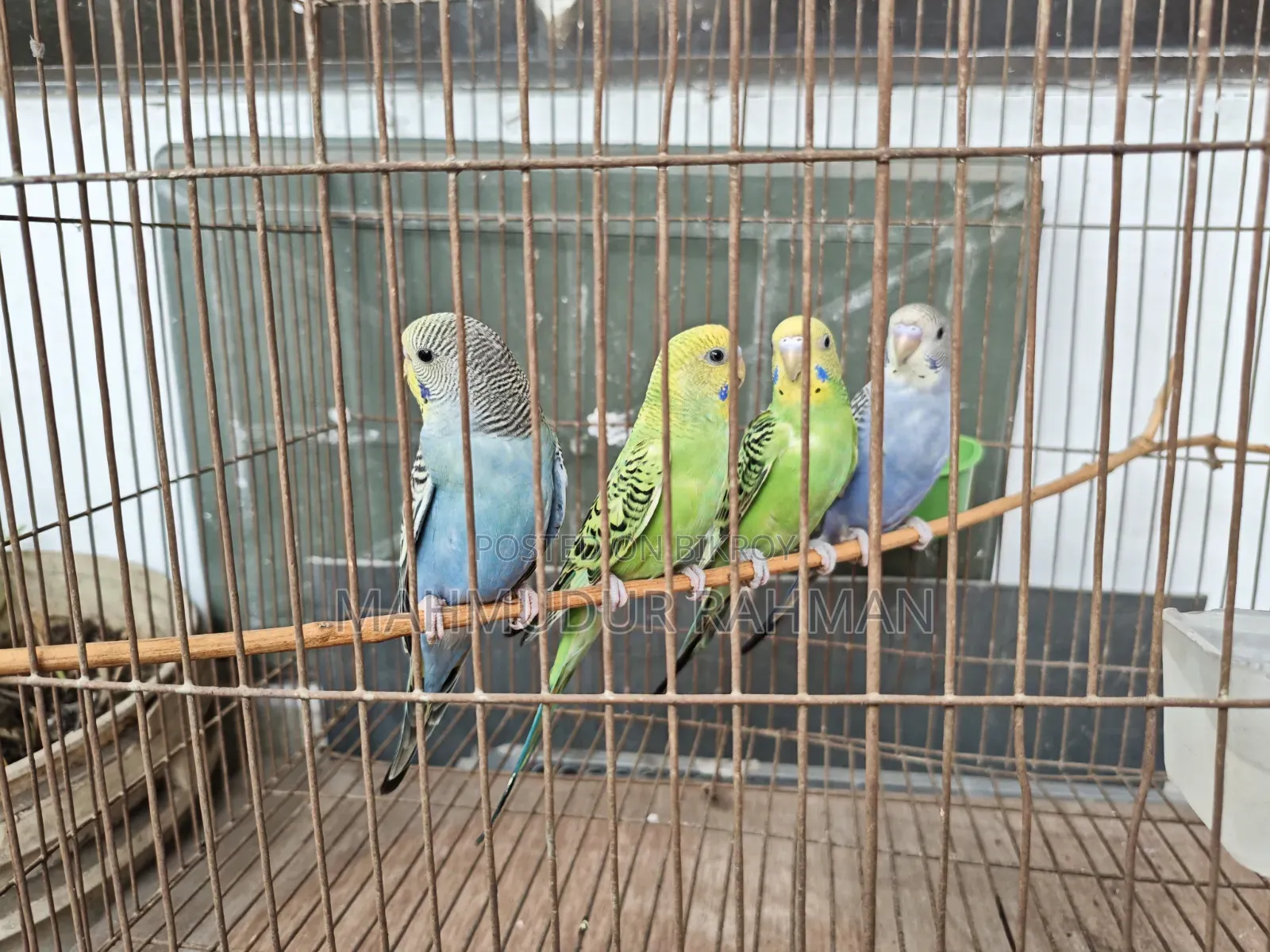 Selling the remaining three birds as the fourth male bird flew away