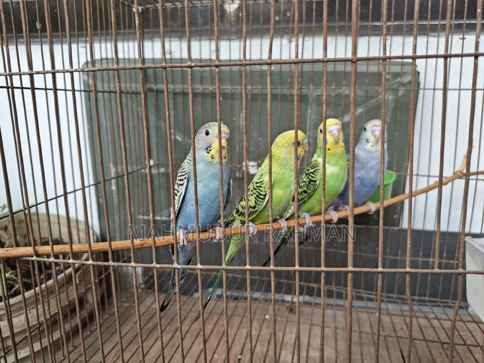 Selling the remaining three birds as the fourth male bird flew away