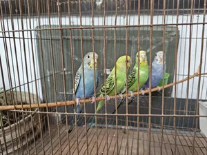 Selling the remaining three birds as the fourth male bird flew away