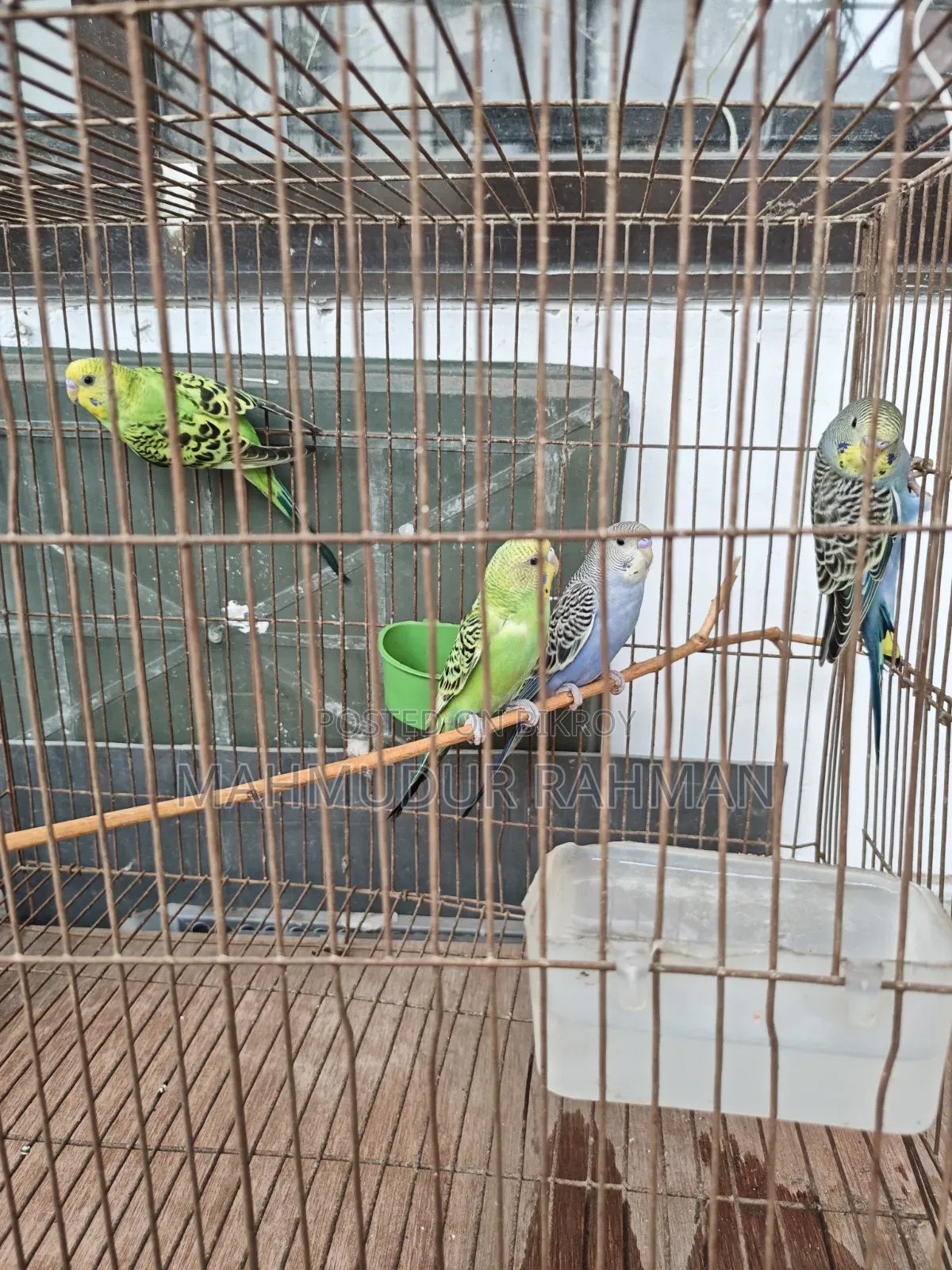 Selling the remaining three birds as the fourth male bird flew away