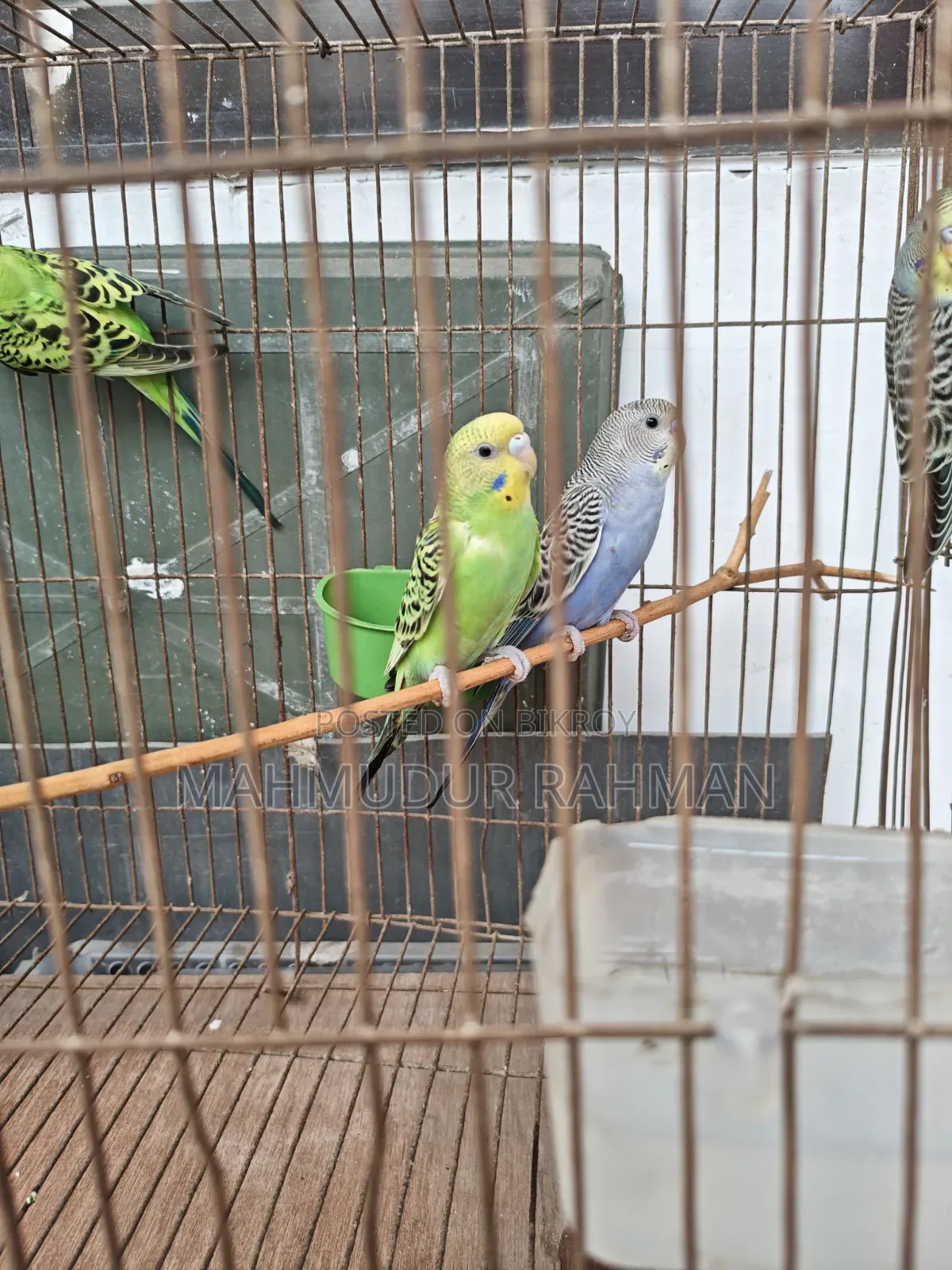 Selling the remaining three birds as the fourth male bird flew away