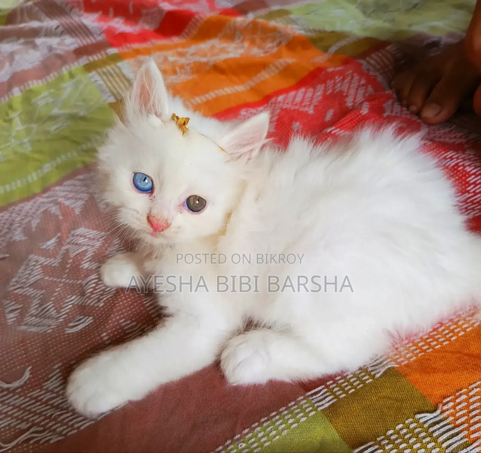 1-3 Months Female Purebred Persian