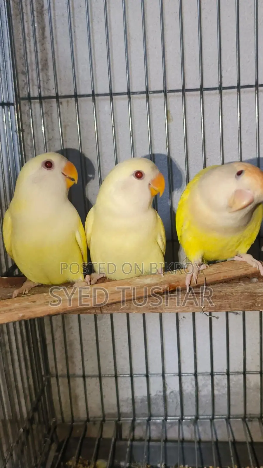 Peach-Faced Lovebird (Red Eye)