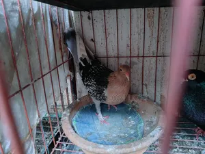 Mukkhi Nor and Australia Ghughu