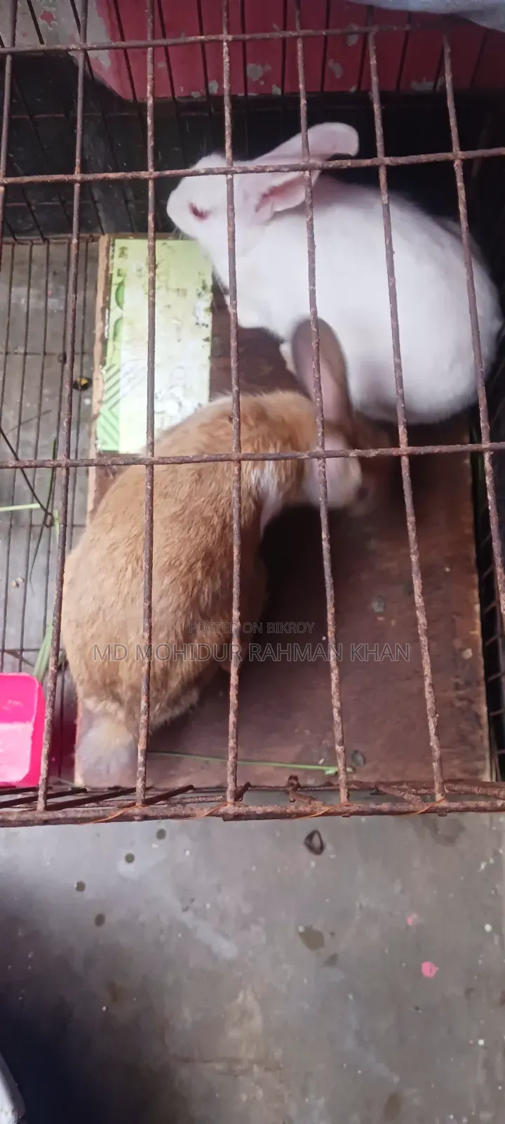 Rabbit for sale