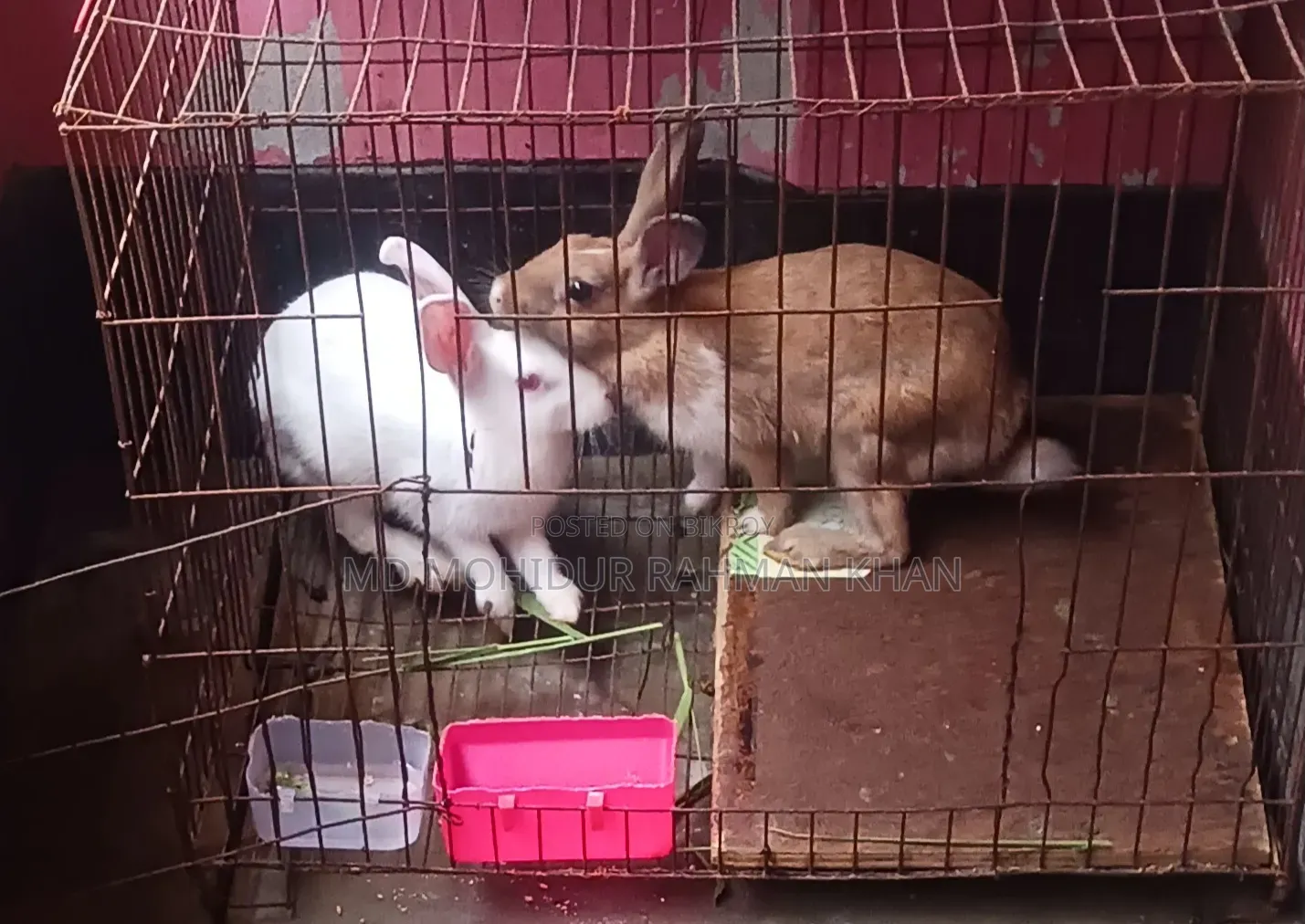 Rabbit for sale