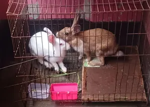 Rabbit for sale
