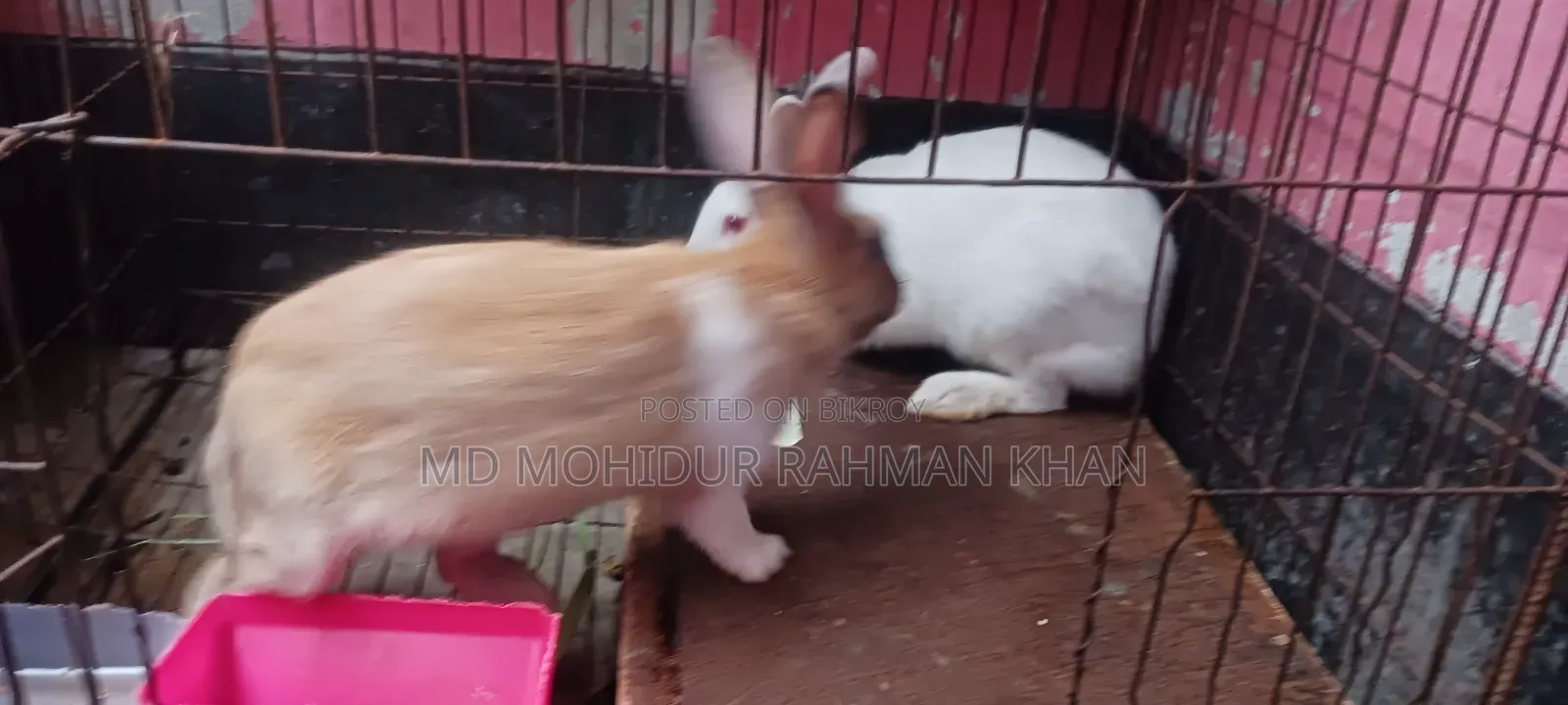 Rabbit for sale