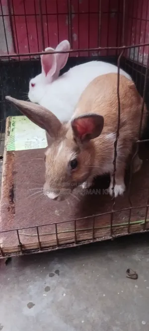 Rabbit for sale
