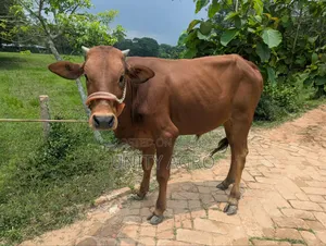 দেশীয় ষাঁড় গরু