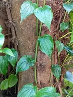 চুইঝাল রাজশাহী