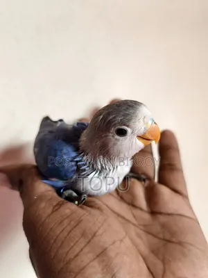 Lovebird Chicks