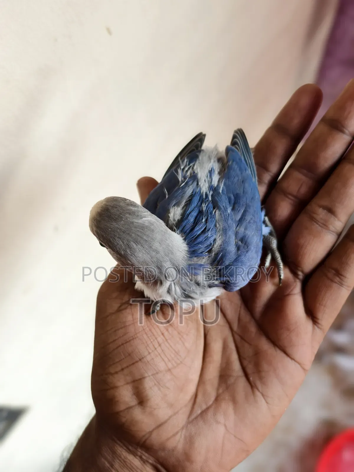 Lovebird Chicks