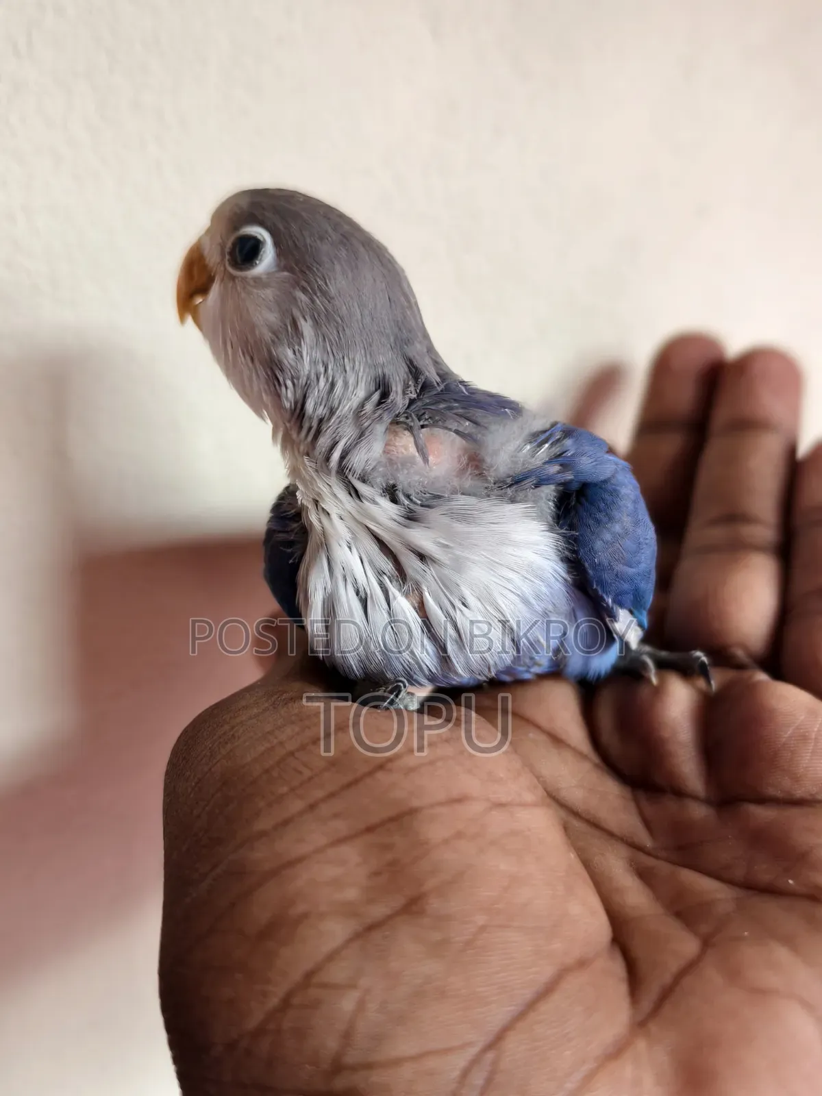Lovebird Chicks