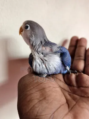 Lovebird Chicks