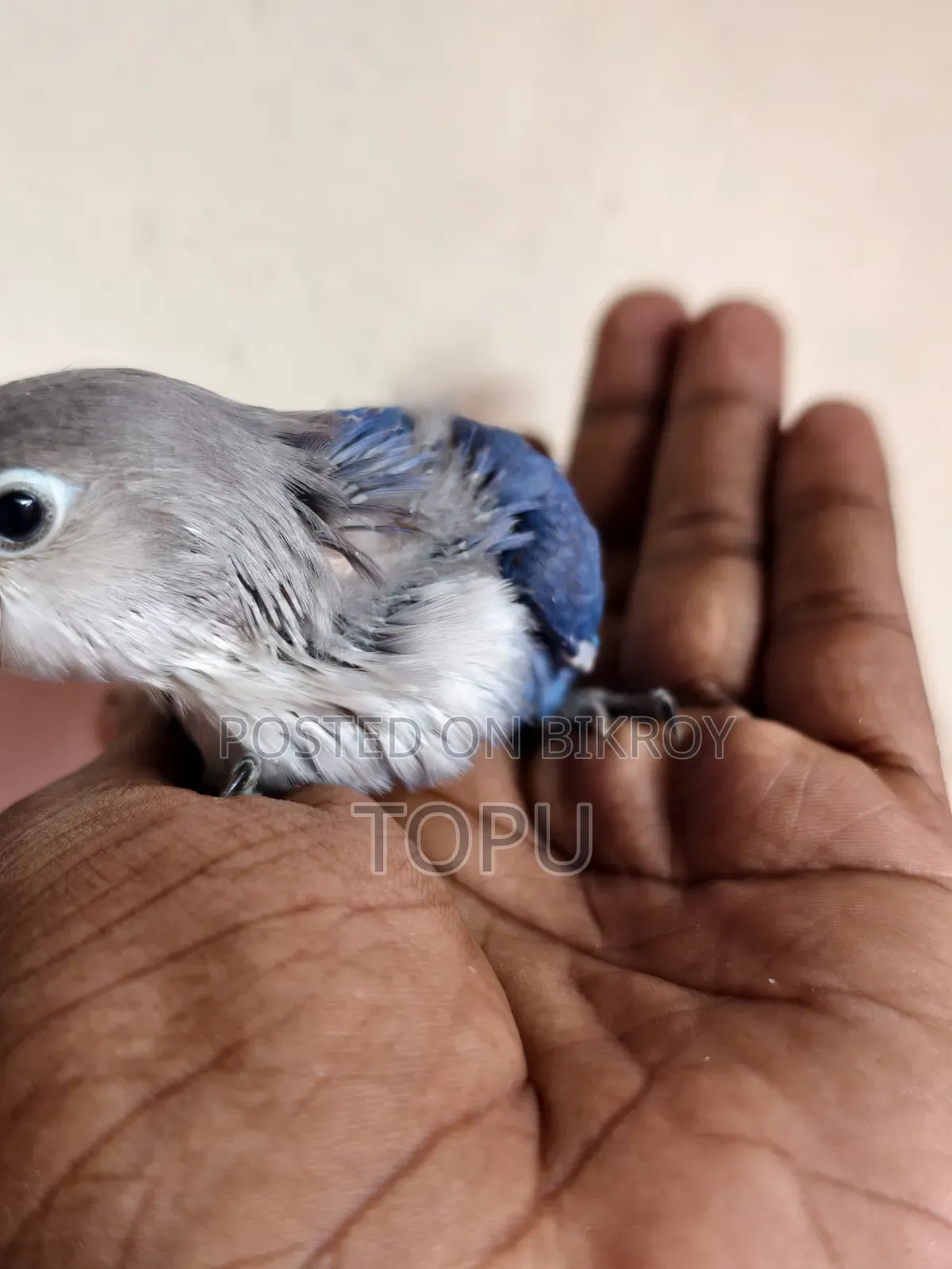 Lovebird Chicks