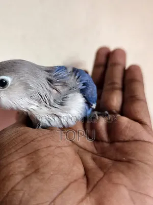 Lovebird Chicks