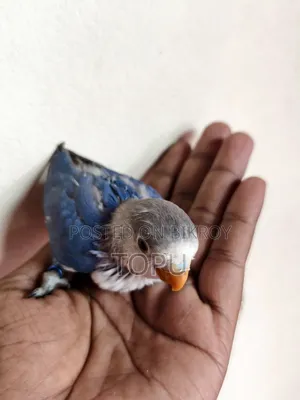 Lovebird Chicks