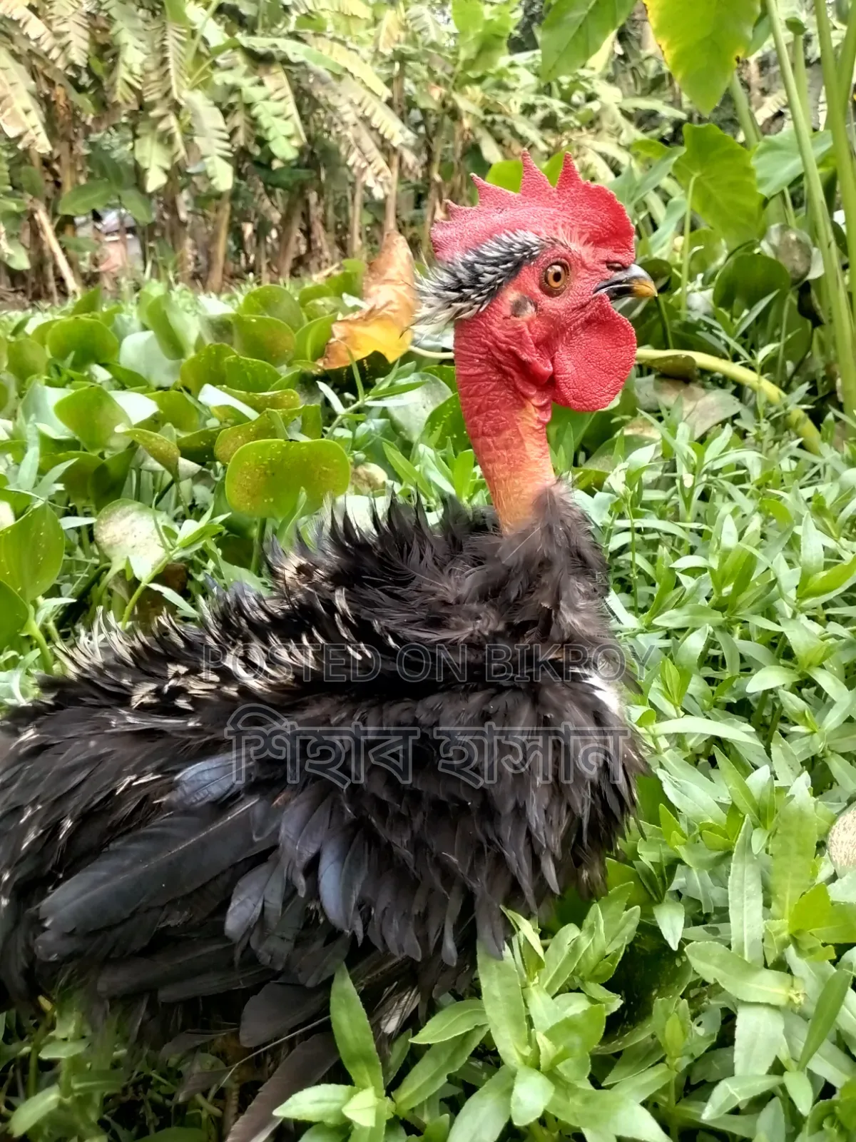 ফ্রিলব্যাক মুরগি বিক্রি