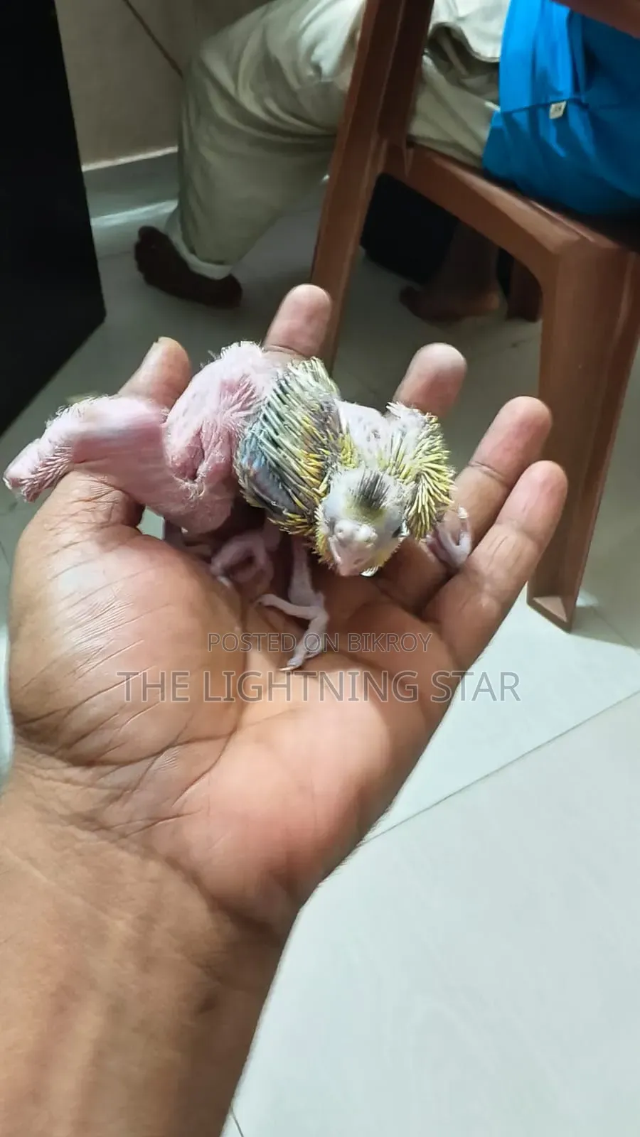 Cockatiel Pakhi 7 Piece