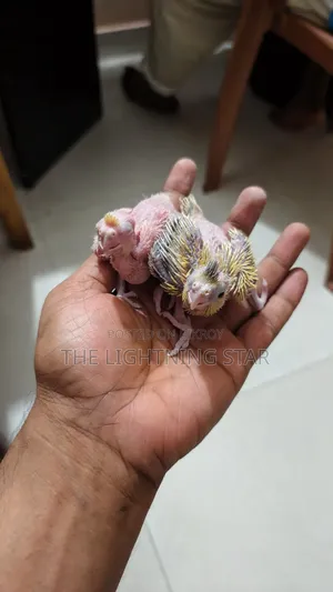 Cockatiel Pakhi 7 Piece