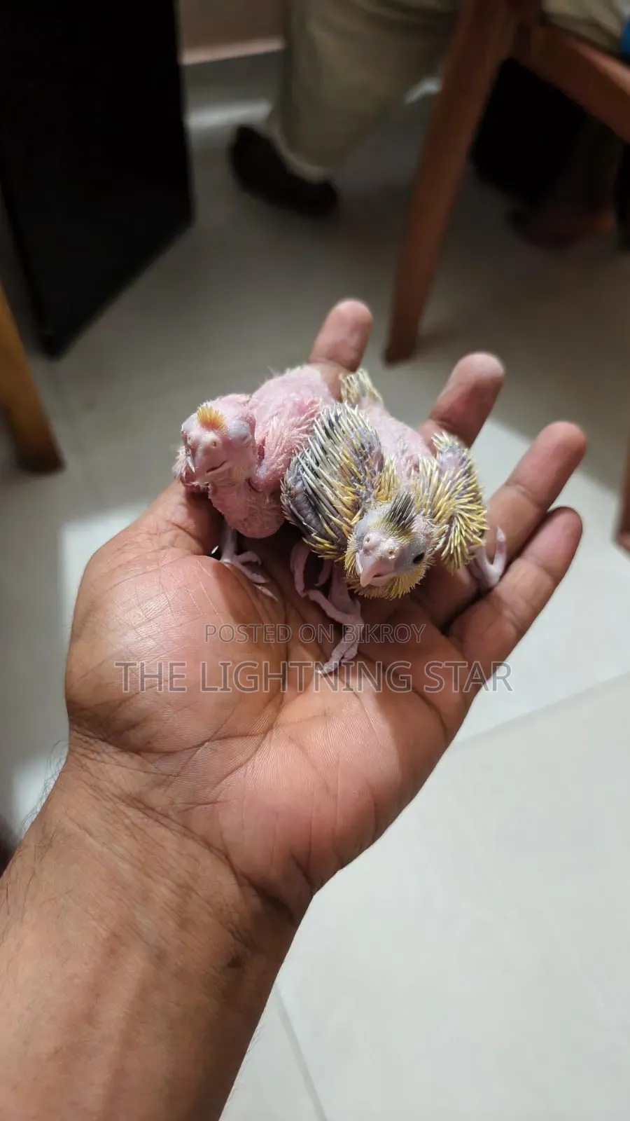 Cockatiel Pakhi 7 Piece