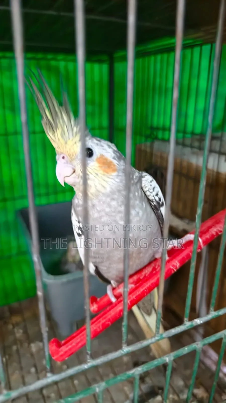 Cockatiel Pakhi 7 Piece