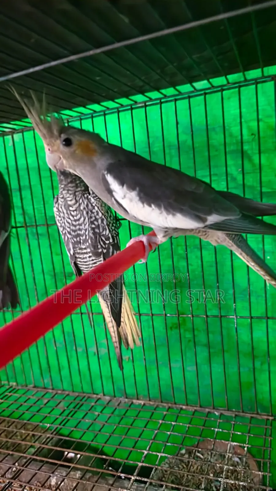 Cockatiel Pakhi 7 Piece