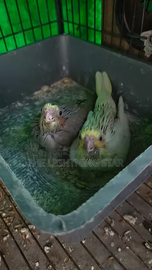 Cockatiel Pakhi 7 Piece