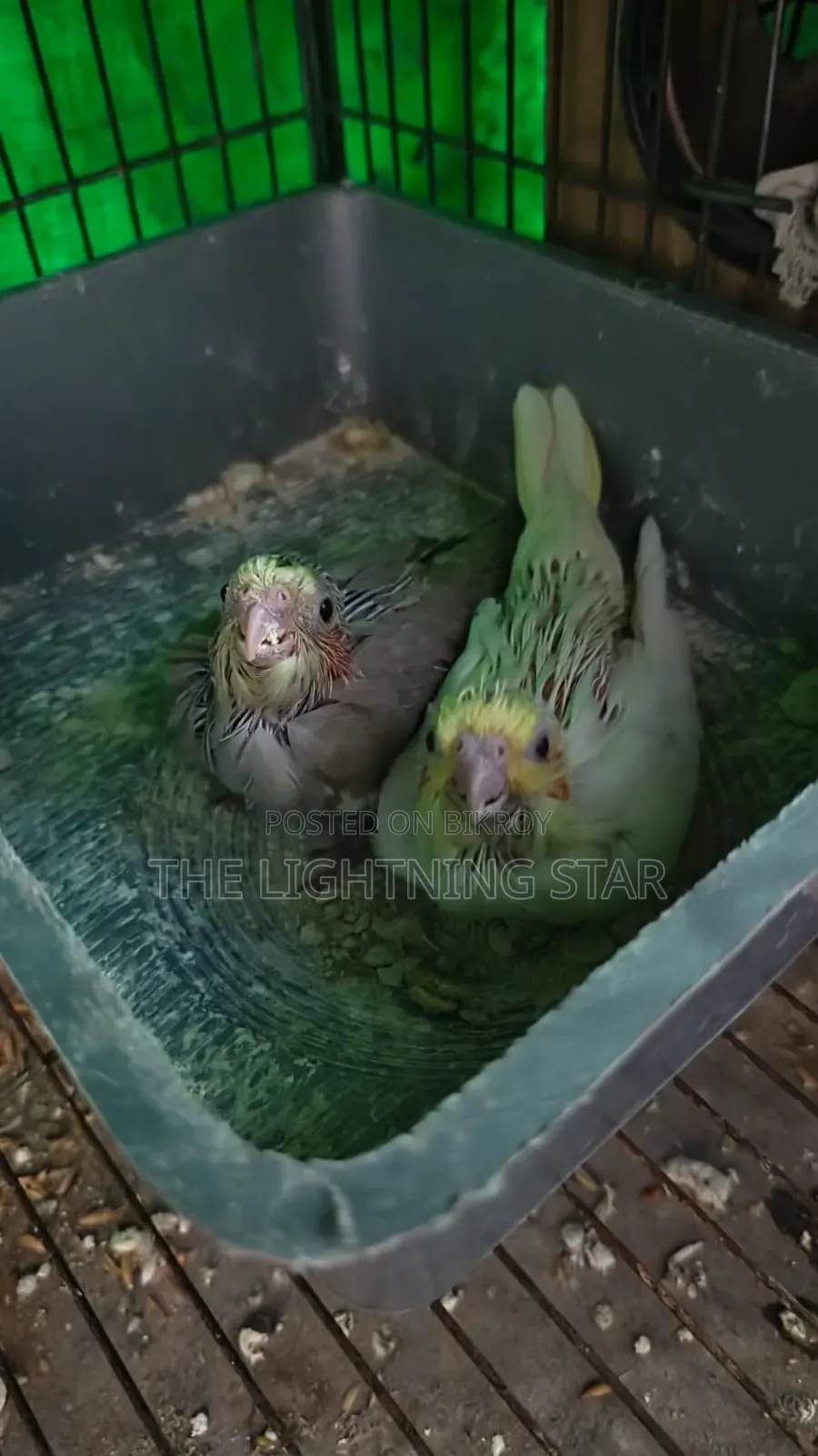 Cockatiel Pakhi 7 Piece