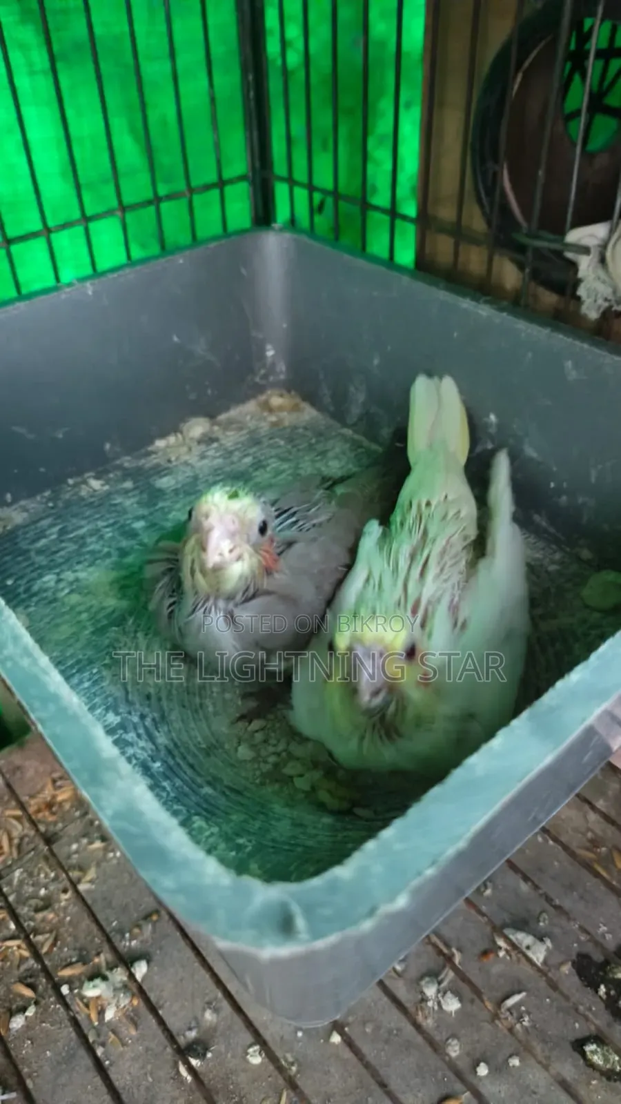 Cockatiel Pakhi 7 Piece
