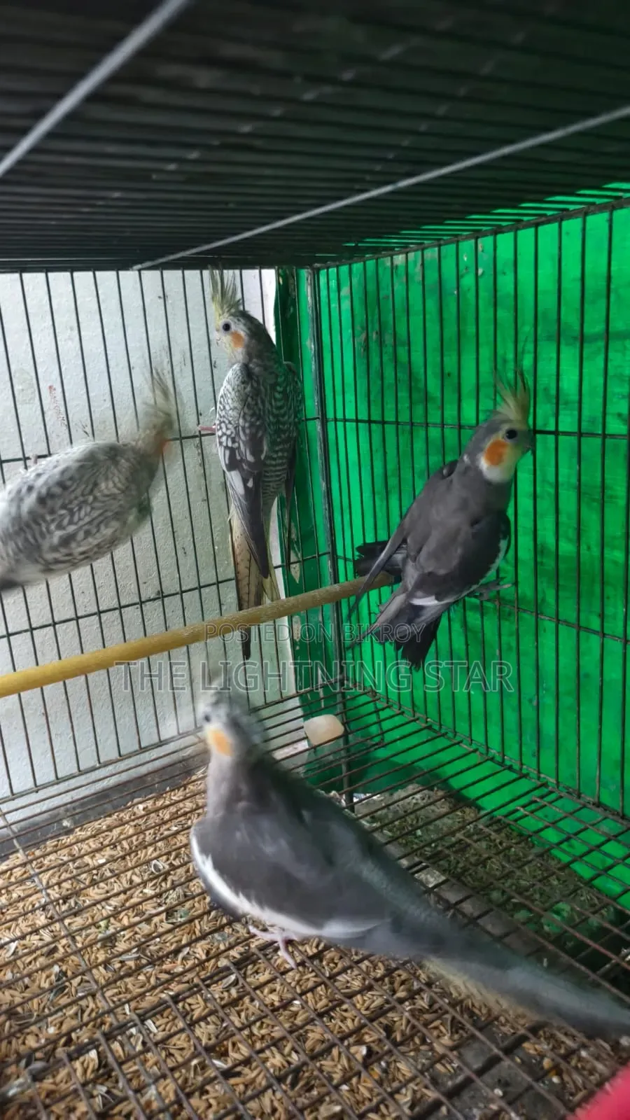 Cockatiel Pakhi 7 Piece