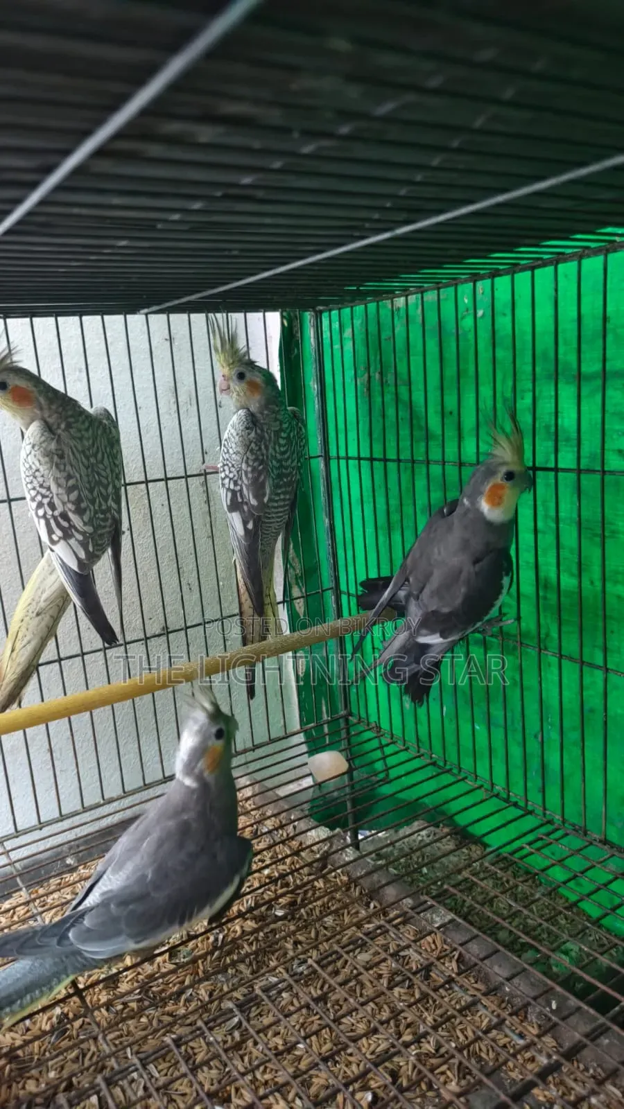 Cockatiel Pakhi 7 Piece