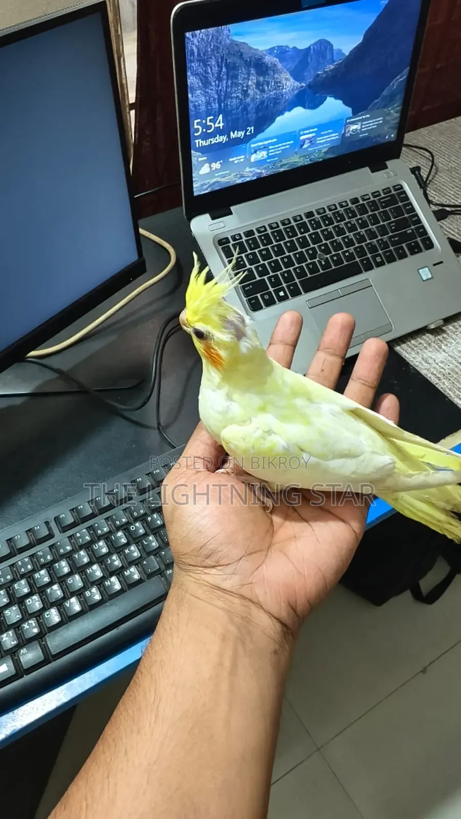 Cockatiel Pakhi 7 Piece