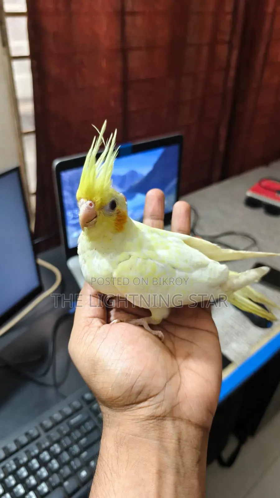 Cockatiel Pakhi 7 Piece